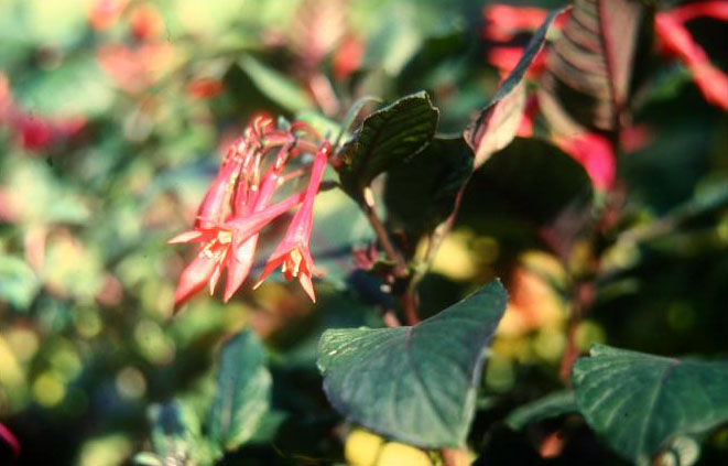  Fuchsia 'Thalia ' 