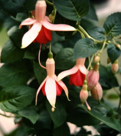  Fuchsia 'The Doctor ' 