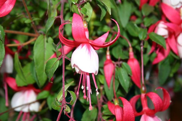  Fuchsia 'Tinkerbell ' 