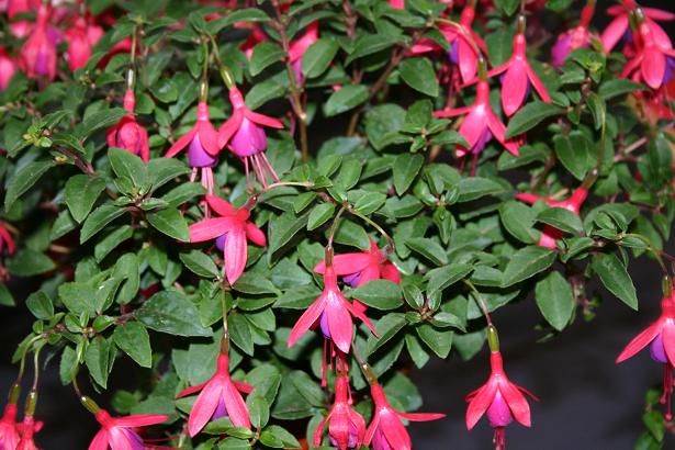  Fuchsia 'Tom Thumb ' 