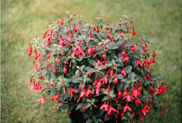  Fuchsia 'Tom Thumb ' 