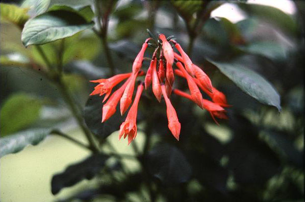  Fuchsia 'Traudchen Bonstedt ' 