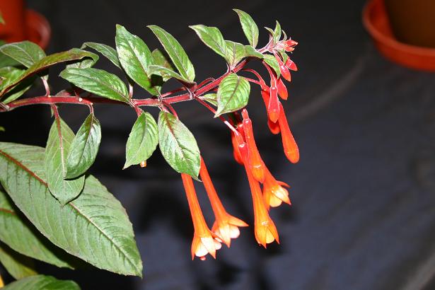  Fuchsia 'Tubular Bells ' 