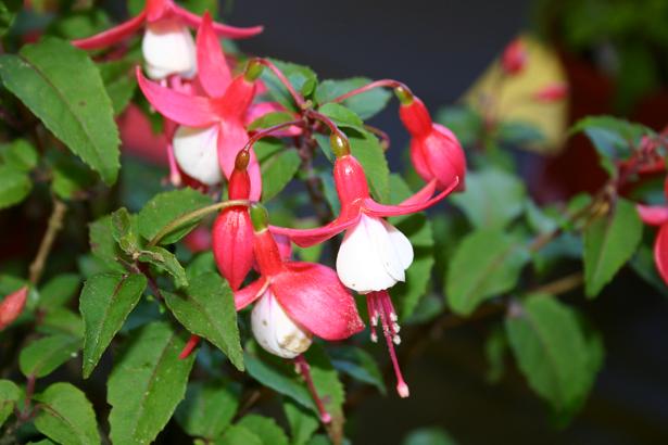  Fuchsia 'Twinny ' 