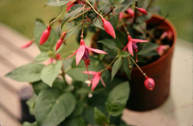  Fuchsia 'Vesta ' 