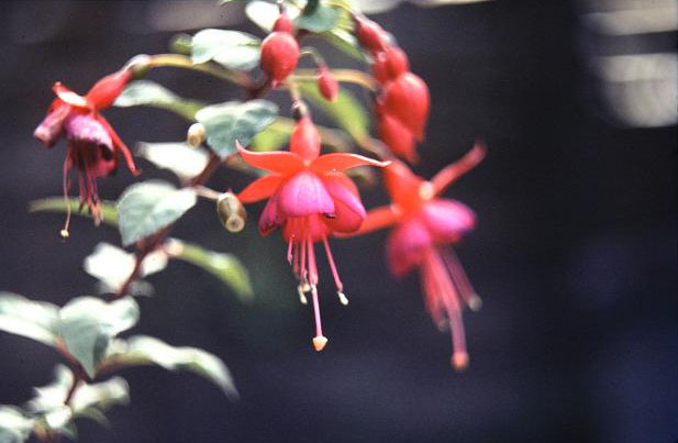  Fuchsia 'Voltaire ' 