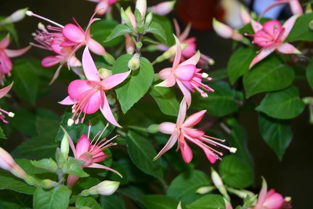  Fuchsia 'Walz Jubilten ' 