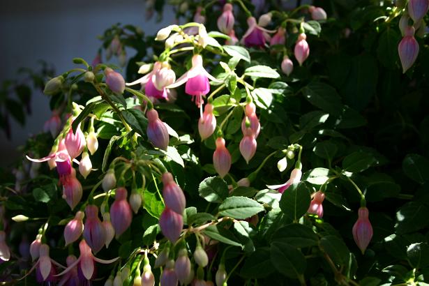  Fuchsia 'Waveney Gem ' 