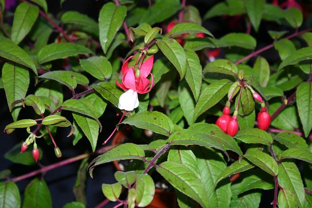  Fuchsia 'White Pixie ' 