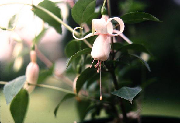  Fuchsia 'White Spider ' 