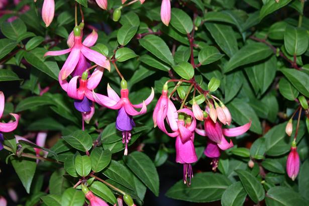  Fuchsia 'Wilsons Joy ' 