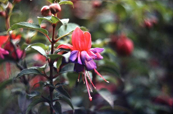  Fuchsia 'Winston Churchill ' 