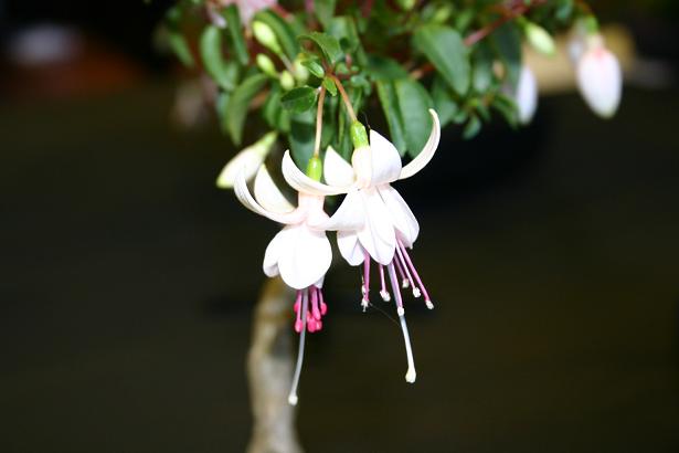  Fuchsia 'Winters Touch ' 