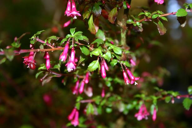  Fuchsia x bacillaris 