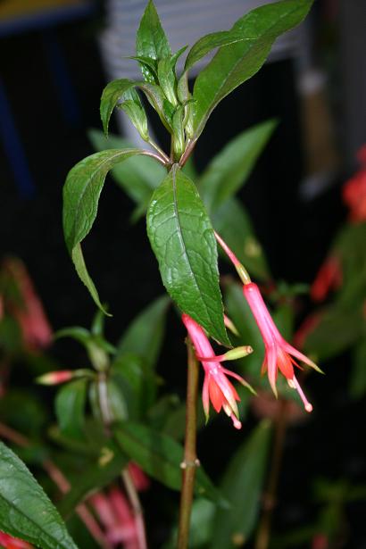  Fuchsia x pilcopia 