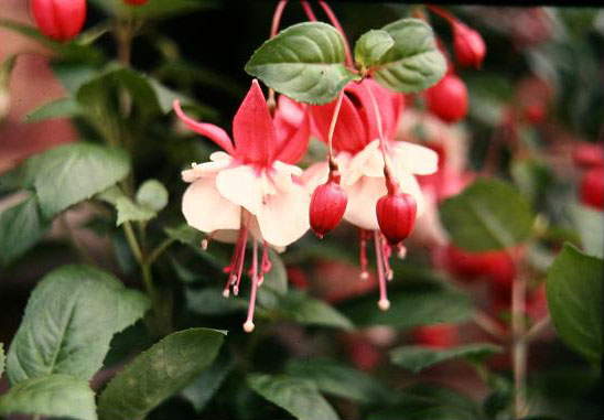  Fuchsia 'Yuletide ' 