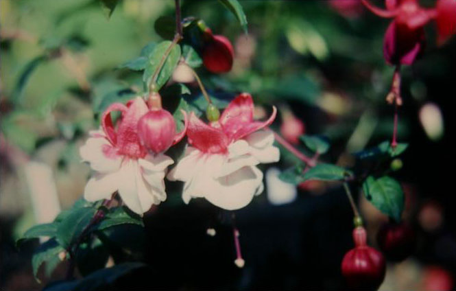  Fuchsia 'Yuletide ' 