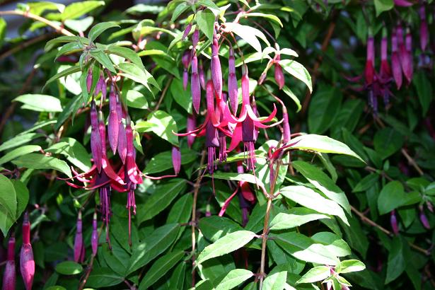  Fuchsia 'Zulu King ' 