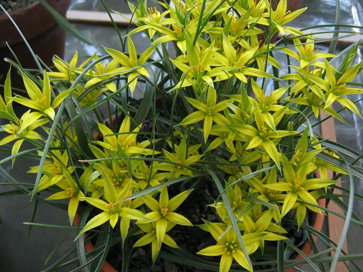 Gagea fibrosa 