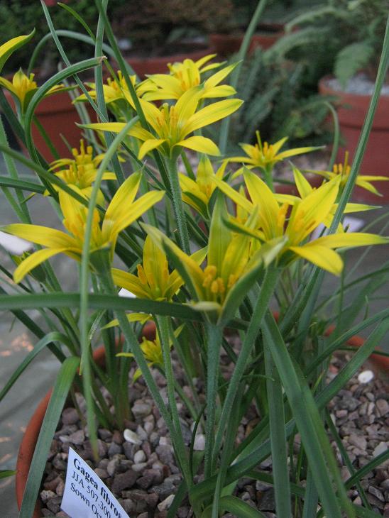 Gagea fibrosa 
