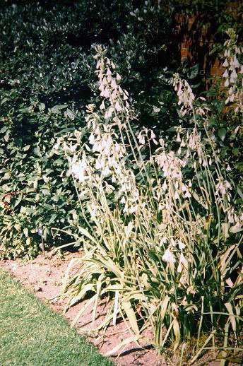 Galtonia candicans 