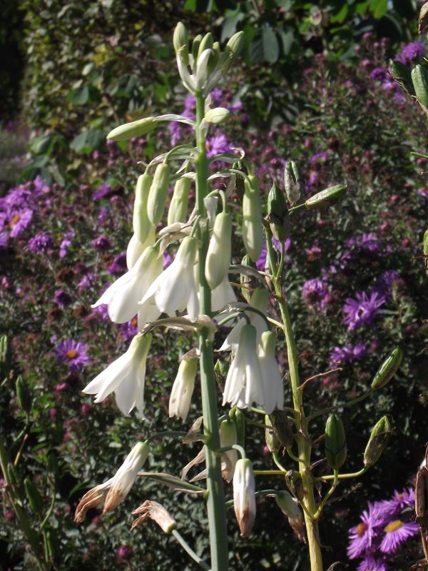 Galtonia candicans 