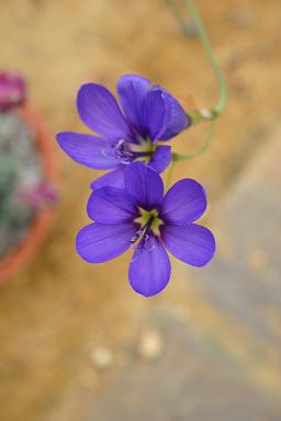 Geissorhiza monanthos 