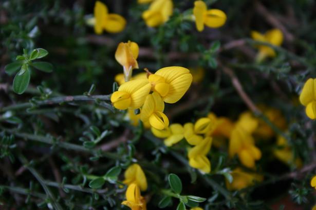 Genista pilosa Superba 