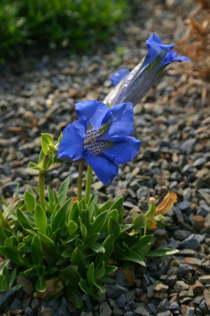 Gentiana acaulis Krumrey 