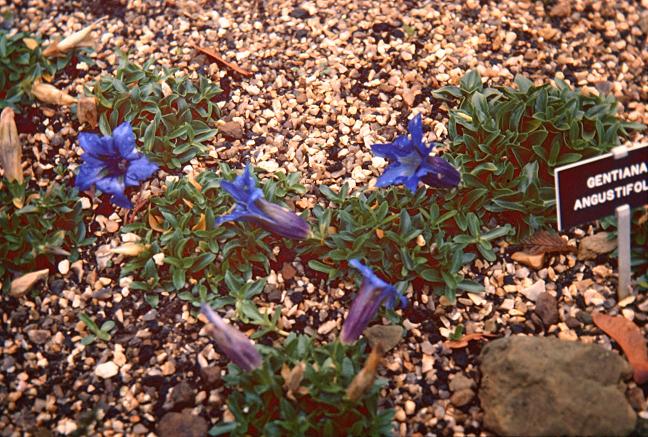 Gentiana angustifolia 