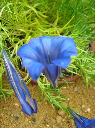 Gentiana Compact Gem 