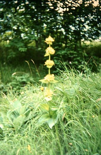 Gentiana lutea 