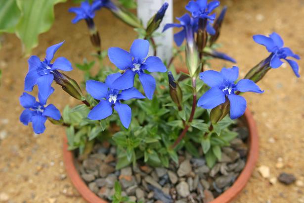 Gentiana pumila delphinensis 