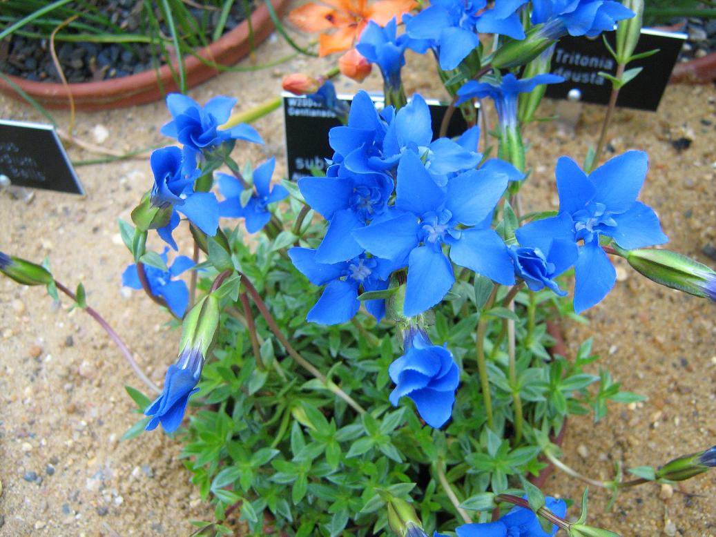 Gentiana pumila delphinensis 