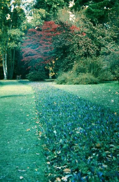  Gentiana septemfida