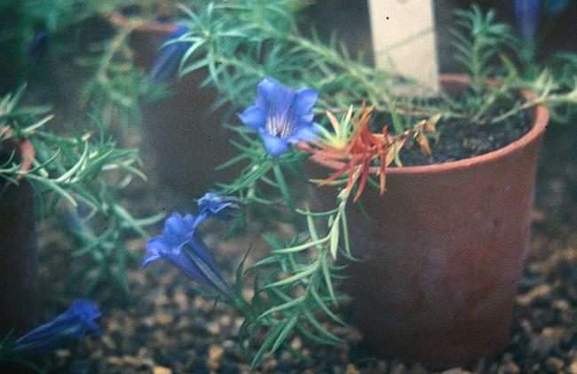 Gentiana sino-ornata 