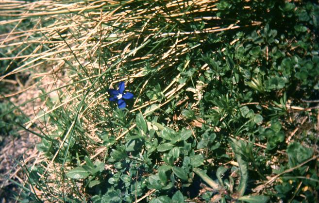 Gentiana verna 