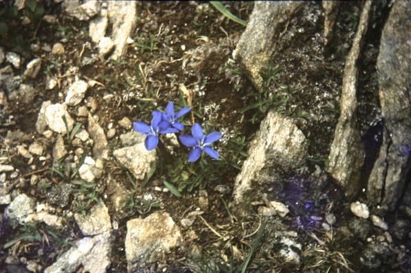 Gentiana verna 