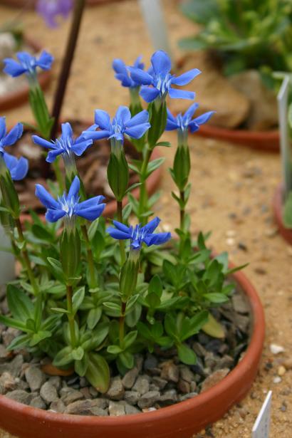 Gentiana verna Angulosa 