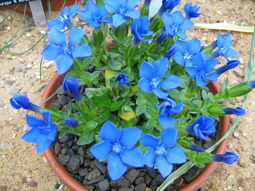 Gentiana verna Angulosa 