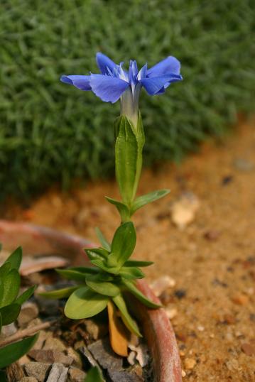 Gentiana verna Angulosa 