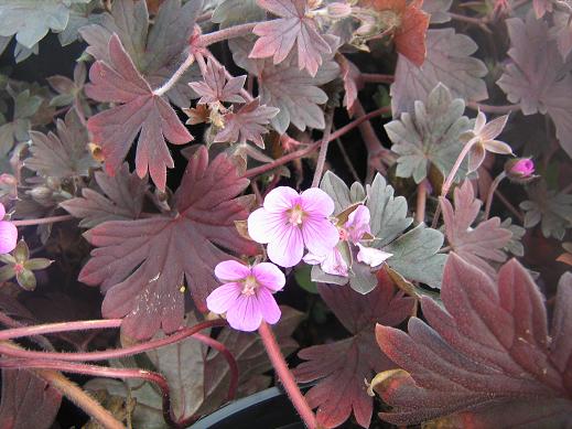 Geranium Bobs Blunder 