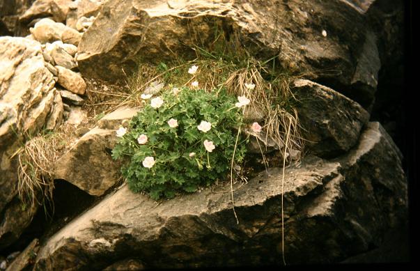 Geranium cinereum ssp cinereum 