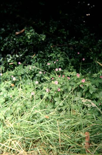 Geranium endressii 