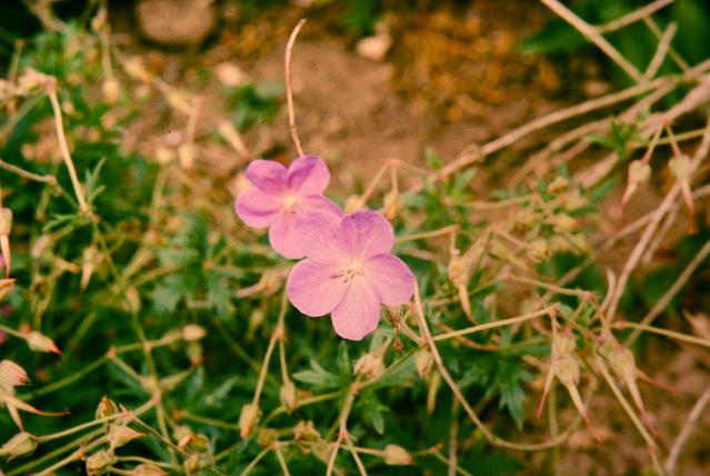 Geranium Johnsons Blue 