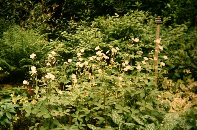 Geranium maculatum 