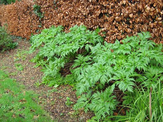 Geranium maderense 