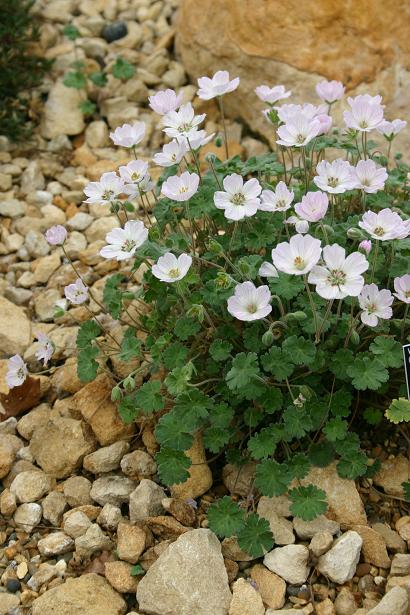 Geranium maknelicum 