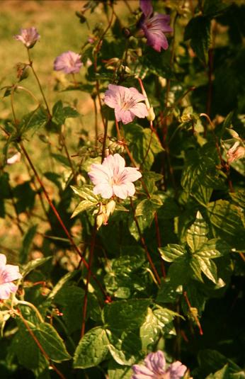 Geranium nodosum 