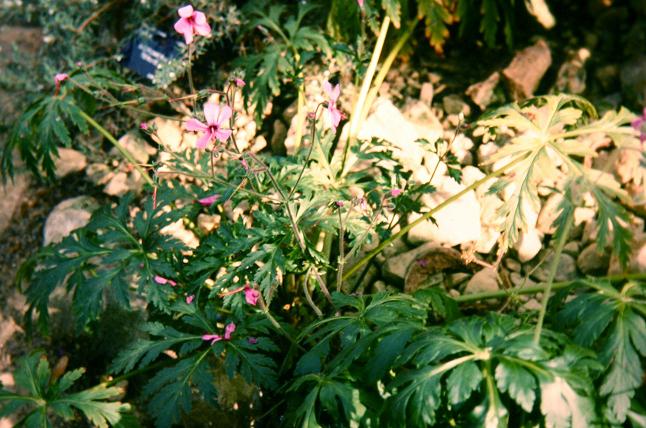 Geranium palmatum 